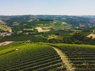 Serralunga d 'Alba, Piedmont yakınlarında üzüm bağları olan Langhe tepeleri - İtalya