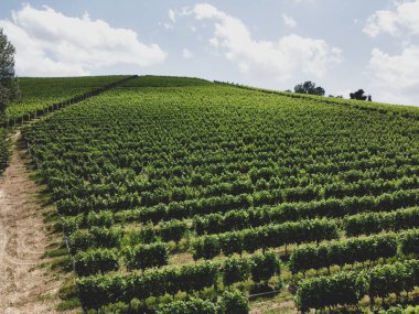 Langhe 'deki Alba yakınlarında üzüm bağı olan bir tepenin manzarası. Piedmont - İtalya