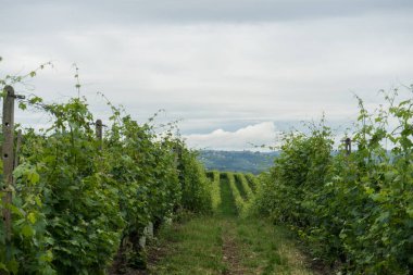 Monticello d 'Alba, Piedmont yakınlarındaki dağlarda bir üzüm bağının bazı sıraları