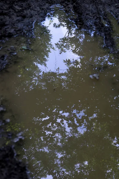 Charco Agua Lluvia Bosque Con Reflejos Árboles Cielo San Bovo — Foto de Stock