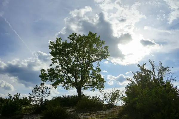 Träd Kullen Med Himlen Bakgrunden — Stockfoto