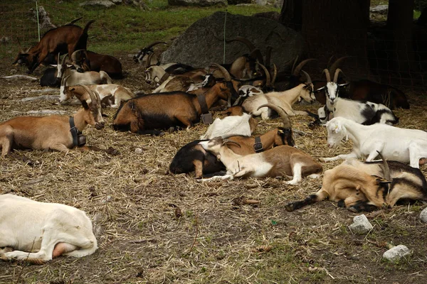 염소들 소목장에서 휴식을 취한다 — 스톡 사진