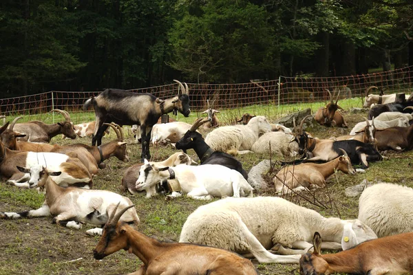 Cabras Descansam Pasto Montanha — Fotografia de Stock