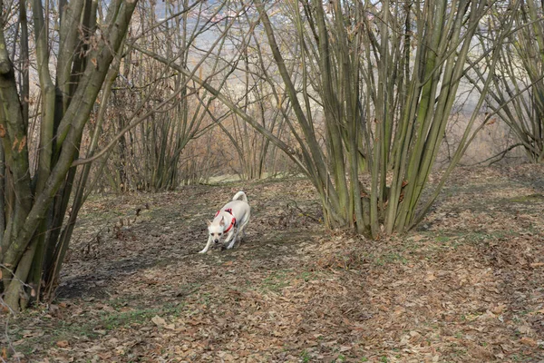 Молодий Собака Трюфель Шукає Трюфеля Газоні Ланге Ємоні Італія — стокове фото