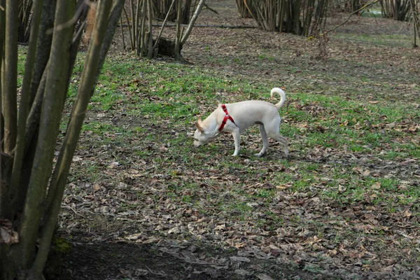 Ein Junger Trüffelhund Sucht Trüffel Einem Haselnusshain Der Langhe Piemont — Stockfoto