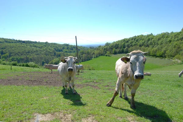 Vacche Pascolo Sulle Colline Delle Langhe Piemonte Italia — Foto Stock