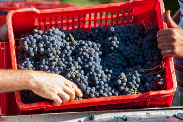 Сбор Урожая Виноградниках Ланге Бароло Федмонт Италия Стоковое Изображение