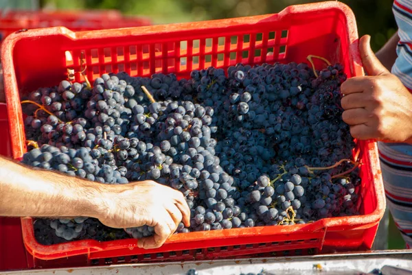 Skörda Langhes Vingårdar Barolo Piemonte Italien Royaltyfria Stockfoton