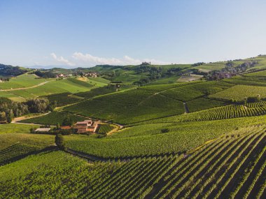 Langhe tepelerindeki üzüm bağları La Morra, Piedmont - İtalya