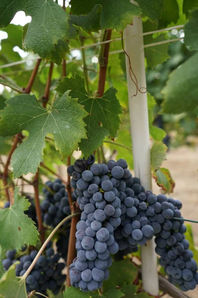 Виноградники Бароло Пьемонт Италия — стоковое фото