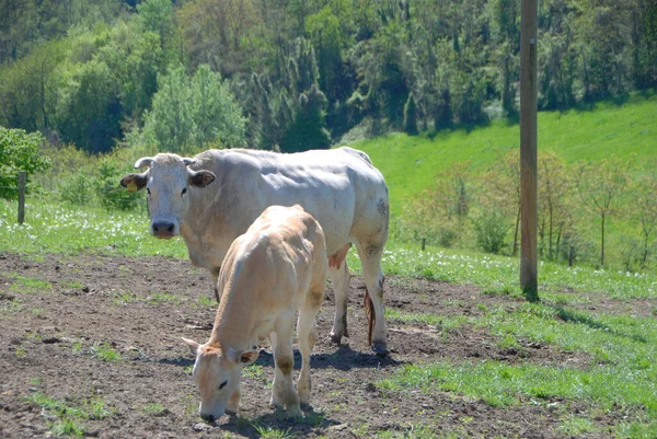 Vacche Pascolo Sulle Colline Delle Langhe Piemonte Italia — Foto Stock