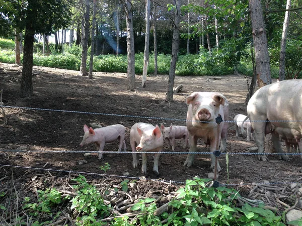 Algunos Cerdos Libres Prado —  Fotos de Stock