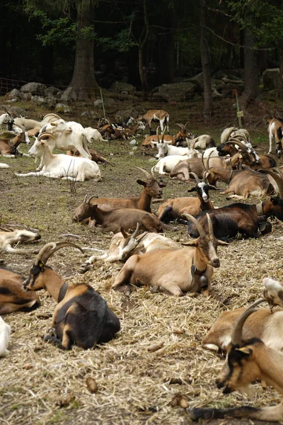 Herd Goats Rests Mountain Pasture — 스톡 사진