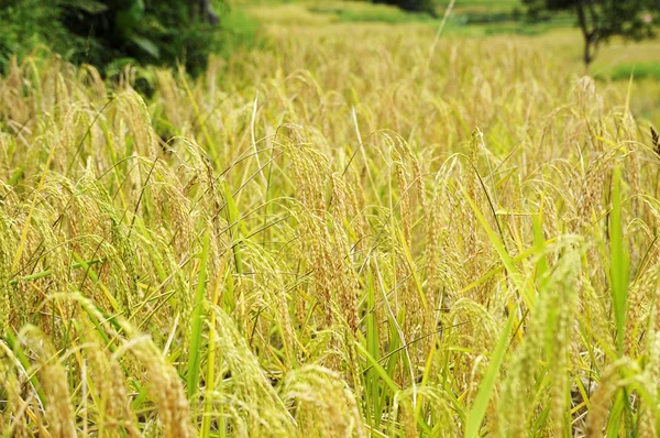 Rice Field — Stock Photo, Image