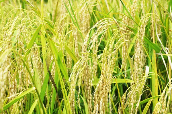 Rice Field — Stock Photo, Image