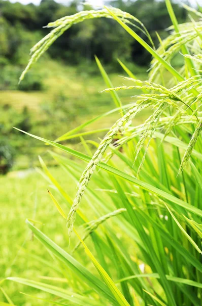 Rice Field — Stock Photo, Image