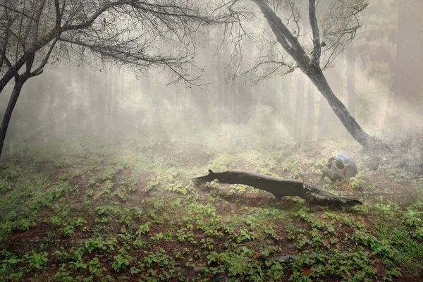 Emberi Koponya Földön Egy Kísértetjárta Erdőben — Stock Fotó