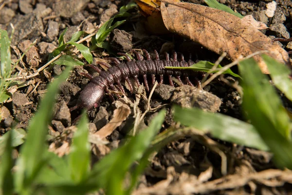 Close View Centipede Ground — Stock Photo, Image