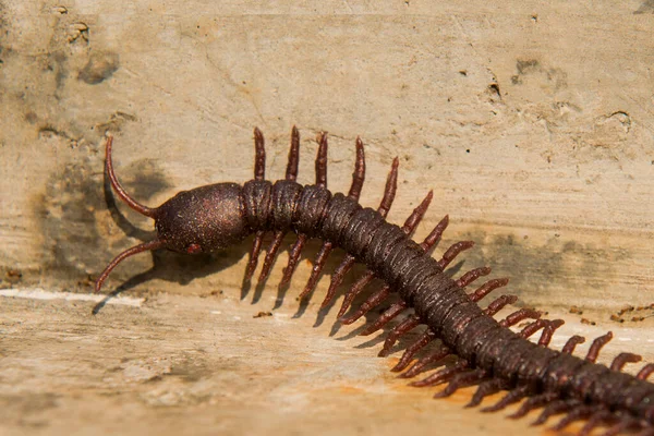 Close View Centipede Wooden Background — Stock Photo, Image