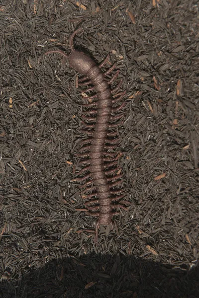 Yerdeki Kırkayak Görüntüsünü Kapat — Stok fotoğraf