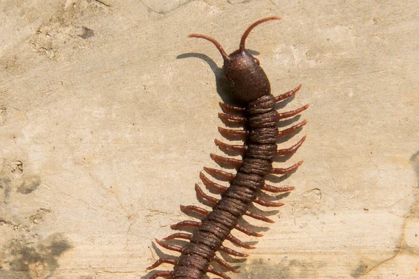 Close View Centipede Wooden Background — Stock Photo, Image