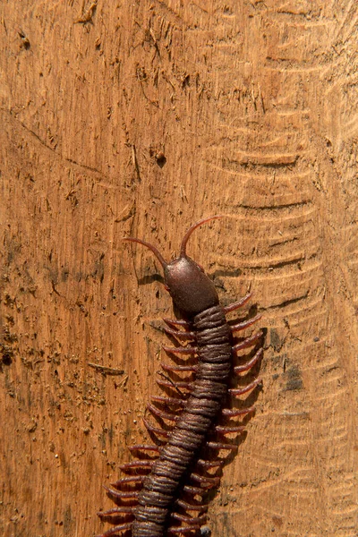 Close View Centipede Wooden Background — Stock Photo, Image