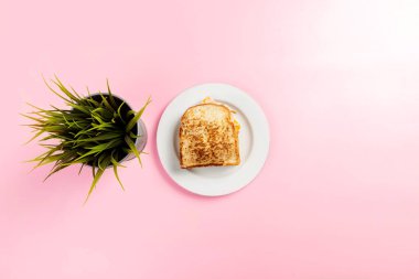 Bread toast on the plate with a plant pot on a colored background