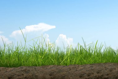 Mavi gökyüzü arkaplanlı çayır alanı