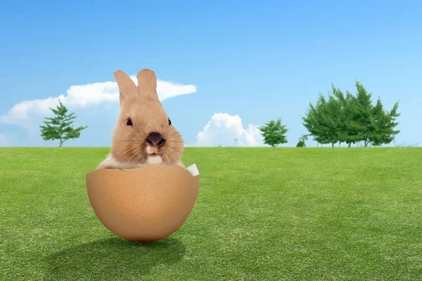 Крольчонок Разбитых Яйцах Поле Счастливая Пасха — стоковое фото