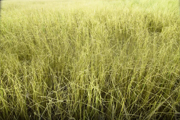 Green Grass Texture Background — Stock Photo, Image