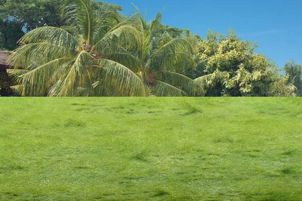 Grasveld Met Een Blauwe Lucht Achtergrond — Stockfoto