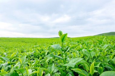 Mavi gökyüzü arkaplanlı çay tarlalarının görüntüsü