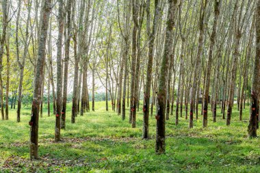 Çiftlikte kauçuk ağaçlar ve lateks kaplar