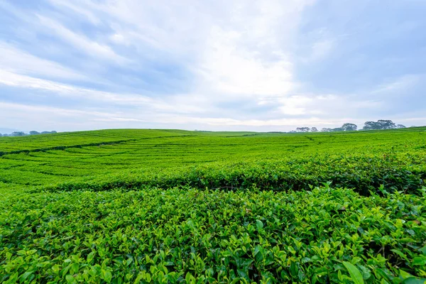 View Tea Plantations Blue Sky Background — Stock Photo, Image