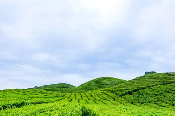 View Tea Plantations Blue Sky Background — Stock Photo, Image