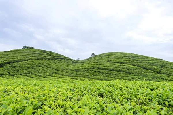 View Tea Plantations Blue Sky Background — Stock Photo, Image