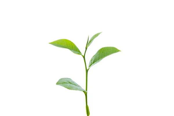 Φύλλα Τσαγιού Απομονωμένα Λευκό Φόντο — Φωτογραφία Αρχείου
