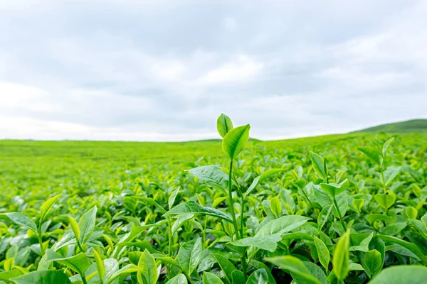 Mavi gökyüzü arkaplanlı çay tarlalarının görüntüsü