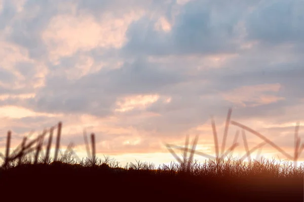 Günbatımı Gökyüzü Arkaplanlı Çayır Manzarası — Stok fotoğraf