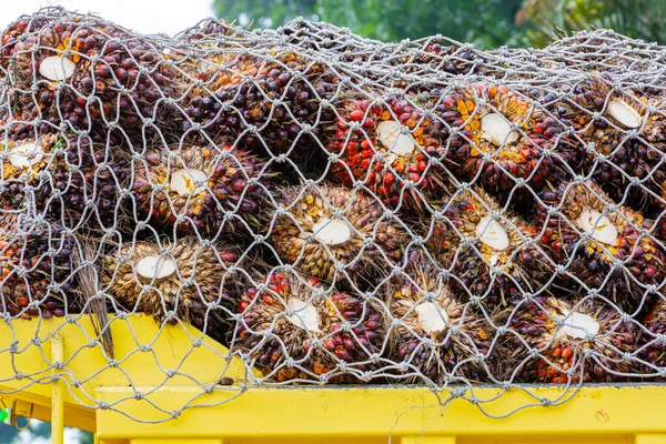 Endüstri için toplanan palmiye yağı meyveleri.