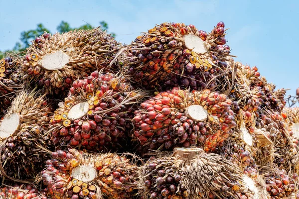 Endüstri için toplanan palmiye yağı meyveleri.