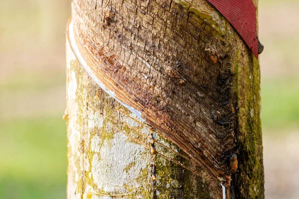 Rubberbomen Boerderij — Stockfoto
