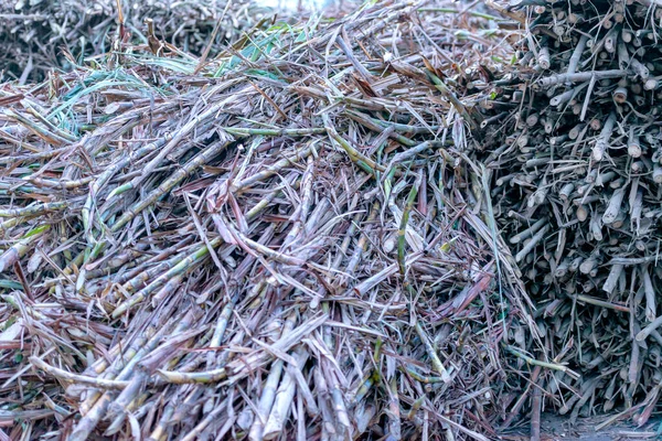 Συγκομιδή Ζαχαροκάλαμου Φυτεία — Φωτογραφία Αρχείου