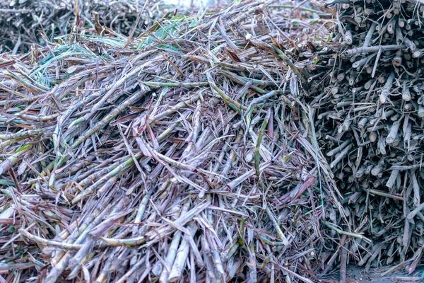 Cosechar Caña Azúcar Una Plantación — Foto de Stock