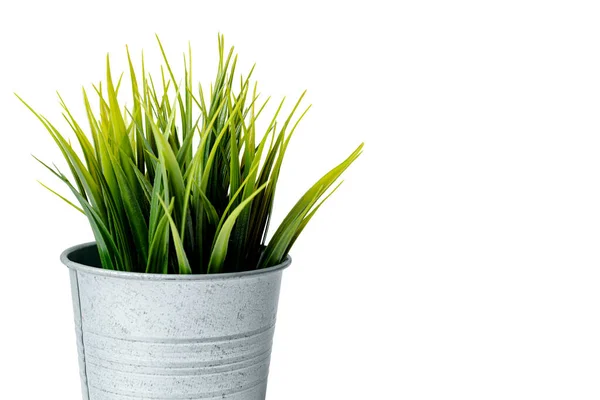 Green Leaves Plant Pot Isolated White Background — ストック写真