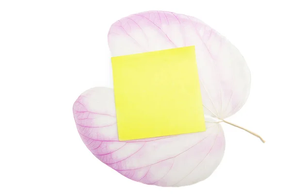 Empty Yellow Notes Pink Rose Flowers Petal Isolated White Background — Foto Stock