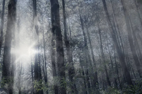 Bosque Embrujado Con Niebla Fondo Dramático Concepto Halloween — Foto de Stock