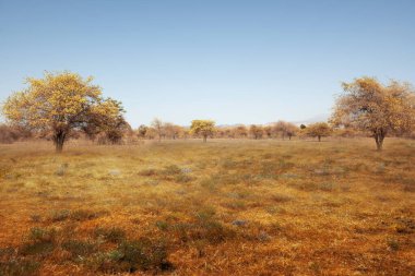 Meadow field with trees and a blue sky background