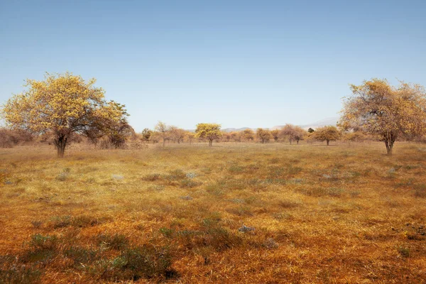 Meadow Field Trees Blue Sky Background — Stok fotoğraf