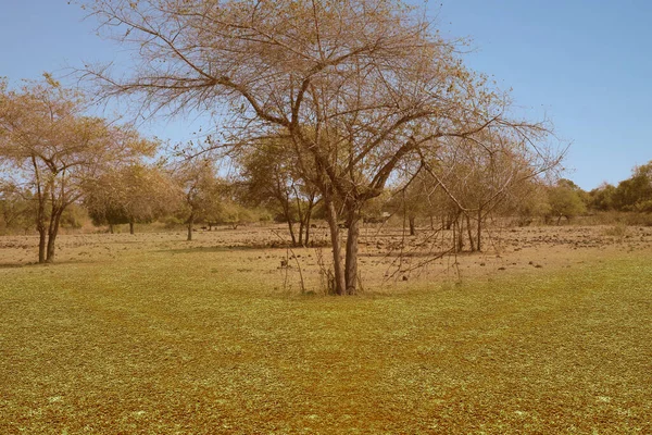 Meadow Field Trees Blue Sky Background — Stockfoto